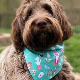 Australian Labradoodles and Goldendoodles from Four Paws Labradoodles
