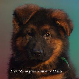 Long haired german shepherd with green collar - Black and red male German Shepherd puppy in Chrisney, Indiana from Indiana German Shepherds