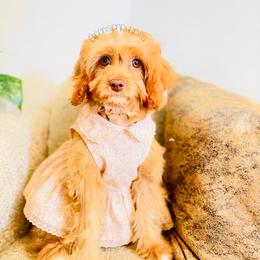 Medusa - Red female Cavapoo puppy in Spring Hill, Florida from Parisian Puppies