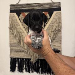Black - Black and white male German Shorthaired Pointer puppy in Queen Creek, Arizona from Switchback Kennels