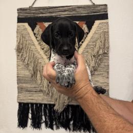 Black - Black and white male German Shorthaired Pointer puppy in Queen Creek, Arizona from Switchback Kennels