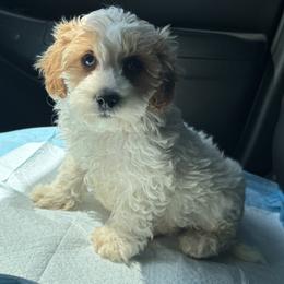 Twix - Parti male Maltipoo puppy in Berea, Kentucky from Blair’s Furry Friends