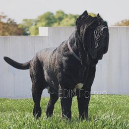 Nacho - Neapolitan Mastiff