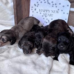 Dachshund Puppies from A Anchor Farm