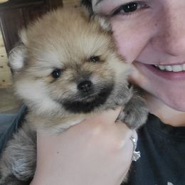 Pomeranian Puppies from Gypsy Poms