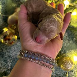 Marco - Red  male Goldendoodle puppy in Anderson, South Carolina from Cackalacky Companions