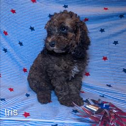 Iris - Brown and tan female Cockapoo puppy in Sunset, Louisiana from Cano Cockapoos