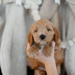 Douglas - Apricot male Goldendoodle puppy in Pasco, Washington from Sunset Grove