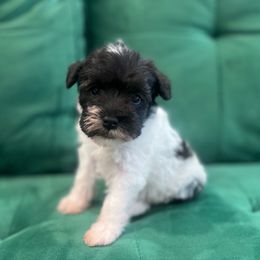 Boy 2 - Parti male Miniature Schnauzer puppy in El Reno, Oklahoma from Shannon's Miniature Schnauzers