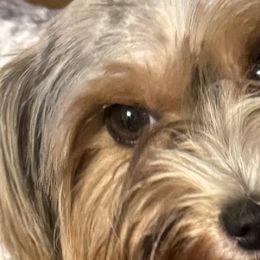 Teagen - Biewer Terrier