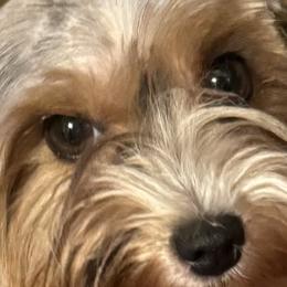Teagen - Biewer Terrier
