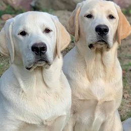 Labrador Retrievers from River Haven Labradors