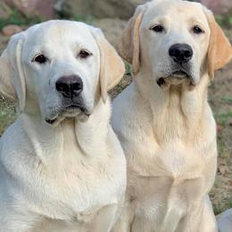 Labrador Retrievers from River Haven Labradors