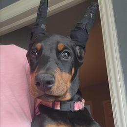 Black female - Black and rust female Doberman Pinscher puppy in Byron Center, Michigan from Steel Haus Dobermans