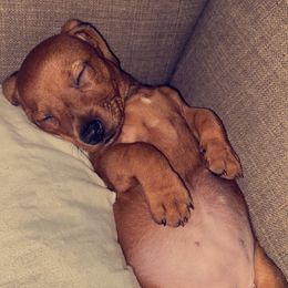 Dachshund Puppies from Harper’s Waggin Winnie’s