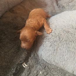 Noah - Apricot male Maltipoo puppy in Hudson, Indiana from A&G Maltipoos