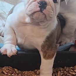 Oscar - Red brindle and white male Bulldog puppy in Weedsport, New York from M&M Shelties and Smooch-A-Bulls English Bulldogs