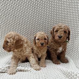Goldendoodle puppies from Fountain Valley Doodles