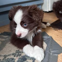 Ginger - Red & white male Toy Australian Shepherd puppy in Reidsville, North Carolina from Cherry Grove Kennel