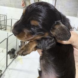 Rocky AKC - Black and tan male Dachshund puppy in Fayetteville, Pennsylvania from PA's Darling Doxies