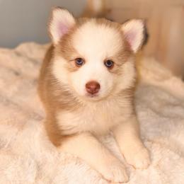 Aurelia - Red and white female Pomsky puppy in Lincoln, Nebraska from Blue Heaven Pomsky