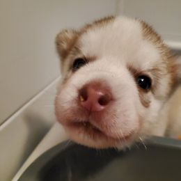 Lady - Red and white female Siberian Husky puppy in Elk River, Minnesota from Naturez Siberians