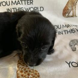 Boy 1 - Black male Dachshund puppy in Vinton, Iowa from Lerch Family Dachshunds