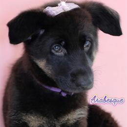Arabesque - Black and cream female German Shepherd puppy in De Land, Florida from 3B’s Animal Artistry