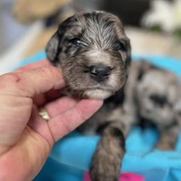 Bernedoodle and Poodle Puppies from Joe’s Poodles & Bernedoodles