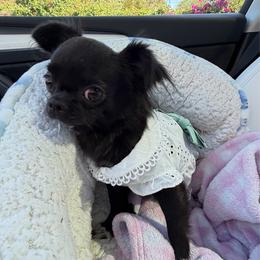 Raven - Black female Chihuahua puppy in El Sobrante, California from Dolce Coco Chihuahuas
