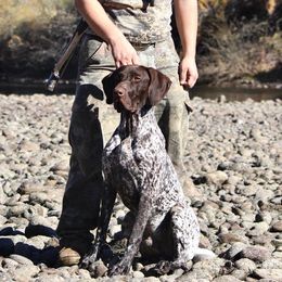 Trigger - German Shorthaired Pointer