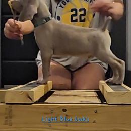 Lt. BLUE Collar - Silver gray male Weimaraner puppy in Indiana from So-IN Weimaraner's