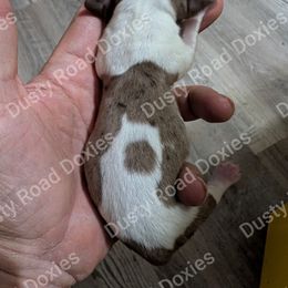 Rose - Piebald female Dachshund puppy in Blanchard, Oklahoma from Dusty Road Doxies