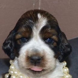 English Springer Spaniel Puppies from Yellowstone Springers