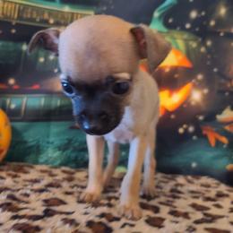 Little Man - Black sabled fawn male Chihuahua puppy in Mesa, Arizona from Sun Valley Chihuahuas & Malinois