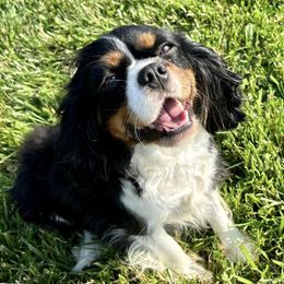 Cavalier King Charles Spaniels from Clifty Creek Cavaliers