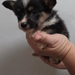 Penelope - Black and tan female Pembroke Welsh Corgi puppy in Tucson, Arizona from D-S Ranch Corgis