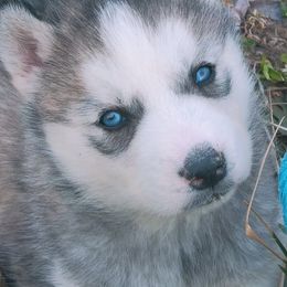 Siberian Husky Puppies from Glacier Run Huskies