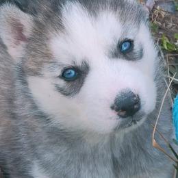 Siberian Husky Puppies from Glacier Run Huskies