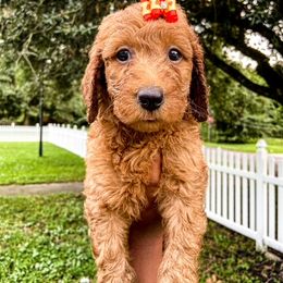 Goldendoodle and Poodle Puppies from The Henry Doodles