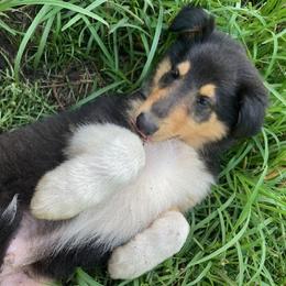 Norm - Black white and tan male Collie puppy in Yulee, Florida from Three Collie Farm