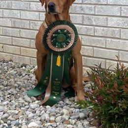 Labrador Retriever All Grown Up from Justice Retrievers