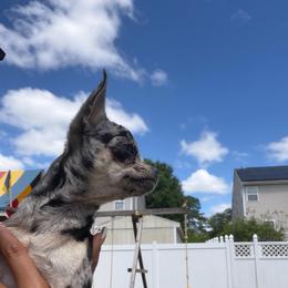 Claire (Merle) - Merle female Chihuahua puppy in Millville, New Jersey from M’s Chihuahuas