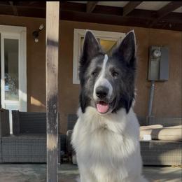 Rocco - German Shepherd