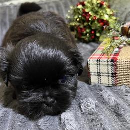 Shih Tzu Puppies from Hilltop Shih Tzus