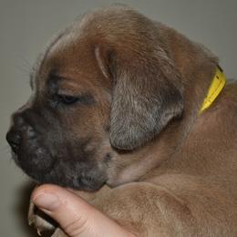 Yellow - Gray and fawn female Cane Corso puppy in Sault Ste Marie, Michigan from Willow Creek Cane Corsos