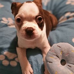 KAITO - Seal and white male Boston Terrier puppy in South Of Boston, Massachusetts from Boston Collections