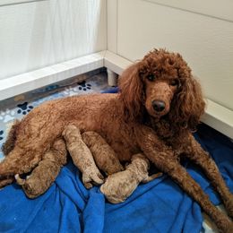 Aussiedoodle, Cavapoo, and Poodle Puppies from Robin's Nest Farm