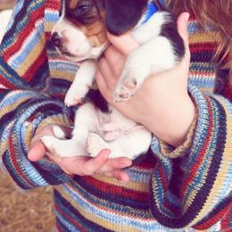 Beagle Puppies from HE Beagles