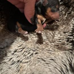 Prancer - Black and tan male Yorkshire Terrier puppy in Rockdale, Texas from Susie’s Sassy Yorkies